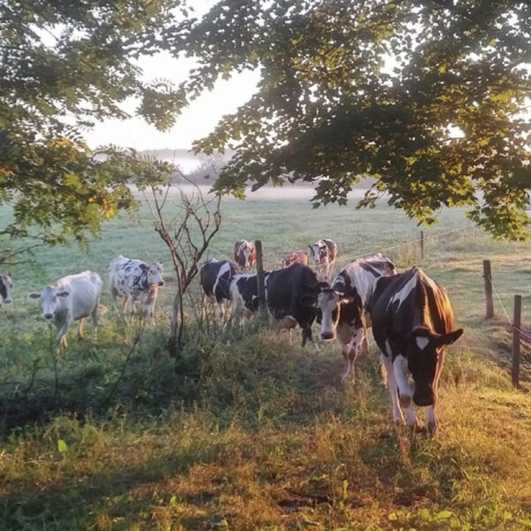 En Beauce, la Ferme Holstein Moi Pas Inc. mise sur le TRITURO laitier bio et ça rapporte